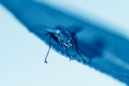 Shadow Casting Cluster Fly Dangles Leg Off Plant Leaf (Blue Shade)