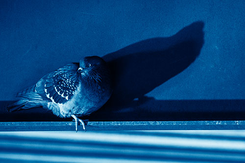Shadow Casting Pigeon Looking Towards Light (Blue Shade)