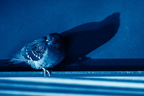 Shadow Casting Pigeon Looking Towards Light (Blue Shade Photo)