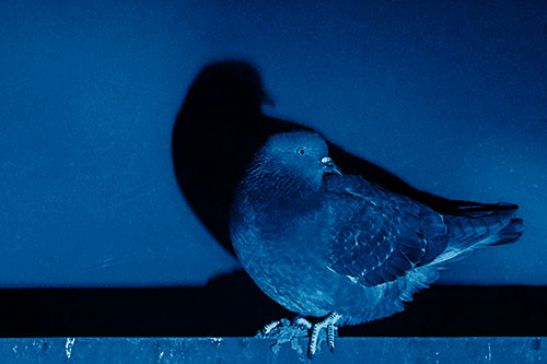 Shadow Casting Pigeon Perched Among Steel Beam (Blue Shade Photo)