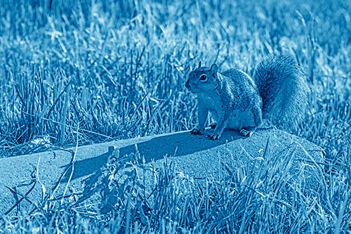 Shadow Casting Squirrel Sitting Atop Concrete Drain (Blue Shade)