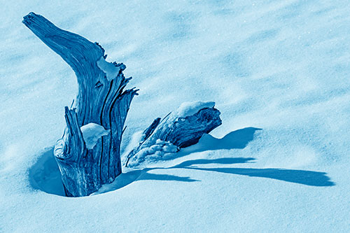 Shadow Casting Tree Trunk Waving Among Snow (Blue Shade)