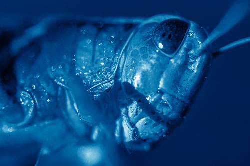 Shadow Casts Smile Across Grasshoppers Face (Blue Shade)