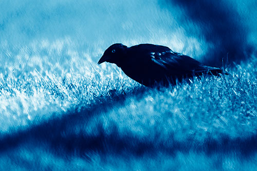 Shadow Standing Grackle Bird Leaning Forward On Grass (Blue Shade Photo)