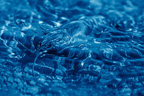 Shallow Submerged Crayfish Keeping Watch Among River (Blue Shade Photo)