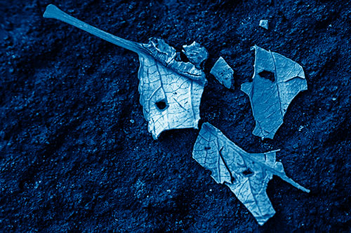 Shattered Leaf Face Separating Atop Pavement (Blue Shade)
