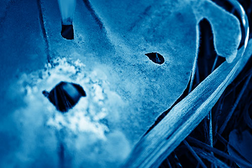 Shocked Peeling Grass Eyed Ice Face (Blue Shade Photo)
