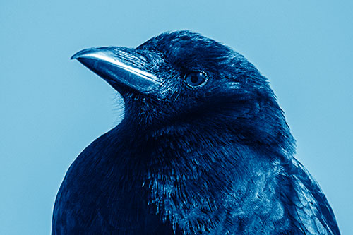 Side Glancing Crow Among Sunlight (Blue Shade Photo)