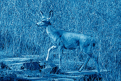 Side Glancing Mule Deer Walking Up Stepping Stones (Blue Shade)
