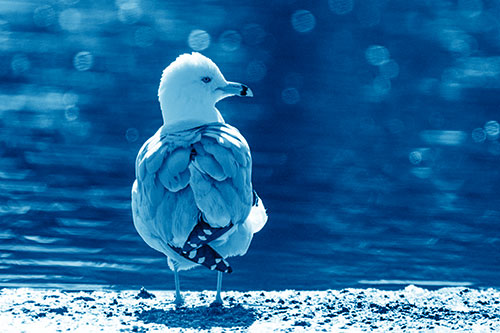 Sideways Glancing Seagull Observing Lake Surroundings (Blue Shade)