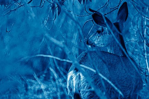 Sideways Glancing White Tailed Deer Beyond Tree Branches (Blue Shade Photo)