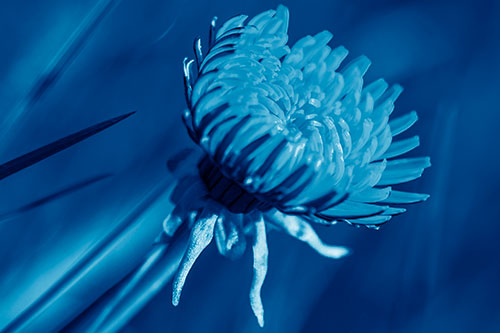 Sideways Taraxacum Flower Blooming Towards Light (Blue Shade Photo)
