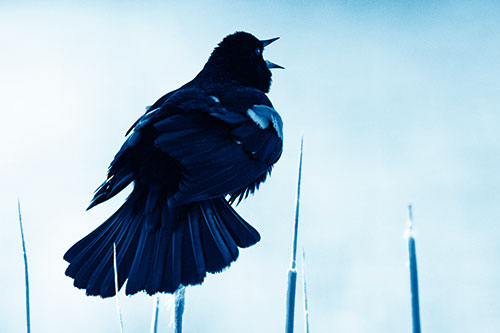 Singing Red Winged Blackbird Atop Cattail Branch (Blue Shade Photo)