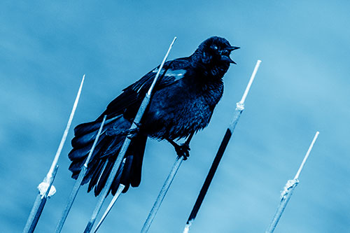 Singing Red Winged Blackbird Gripping Ahold Between Leaning Cattail Branches (Blue Shade)
