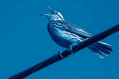 Singing Western Meadowlark Perched Atop Powerline Wire (Blue Shade Photo)