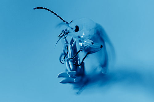 Sitting Blister Beetle Riding Plant Top (Blue Shade)