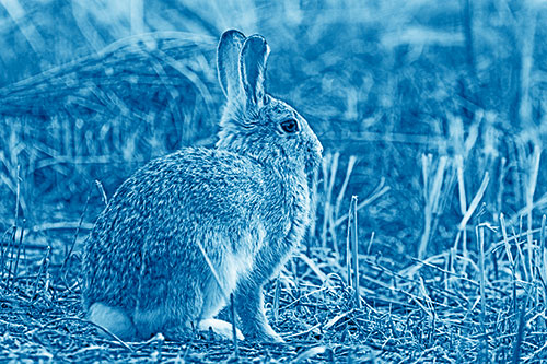 Sitting Bunny Rabbit Among Broken Plant Stems (Blue Shade Photo)