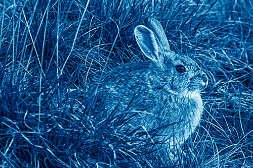 Sitting Bunny Rabbit Enjoying Sunrise Among Grass (Blue Shade Photo)