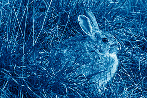 Sitting Bunny Rabbit Enjoying Sunrise Among Grass (Blue Shade)