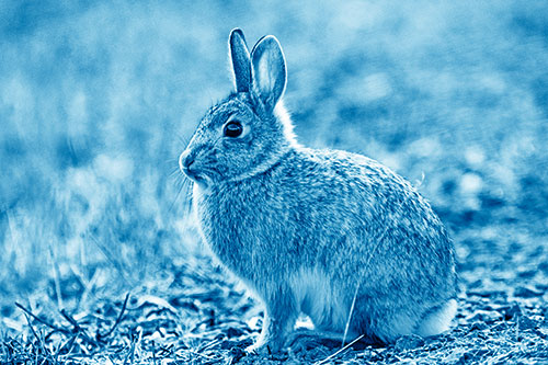 Sitting Bunny Rabbit Perched Beside Grass Blade (Blue Shade Photo)