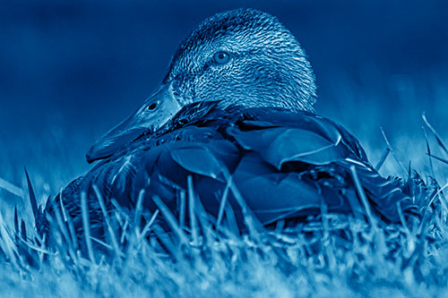 Sitting Mallard Duck Resting Among Grass (Blue Shade Photo)