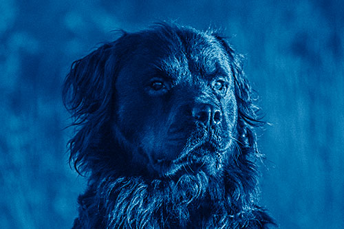 Sitting Rottweiler Dog Poses Among Sunrise (Blue Shade)