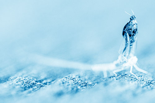 Skin Shedding Mayfly Rises Upwards (Blue Shade)