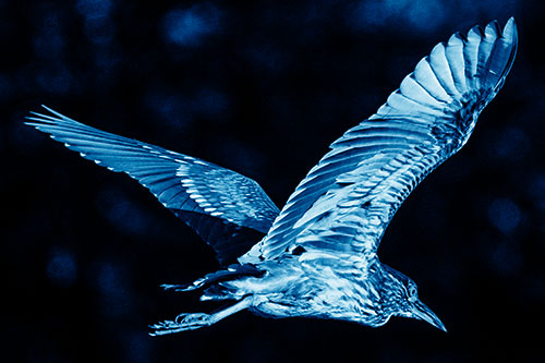 Skittish Black Crowned Night Heron Flying Towards Seclusion (Blue Shade)