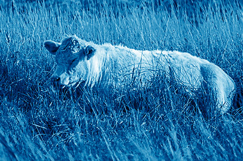 Sleeping Cow Resting Among Grass (Blue Shade)