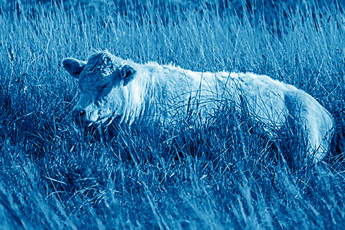 Sleeping Cow Resting Among Grass (Blue Shade Photo)