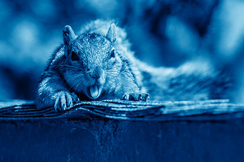 Sleepy Squirrel Yawning Among Rooftop (Blue Shade)