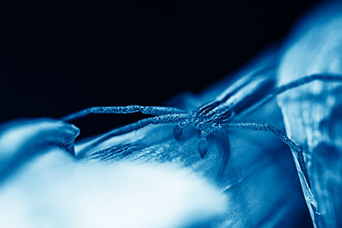 Slender Crab Spider Sprawled Out Among Plant (Blue Shade)