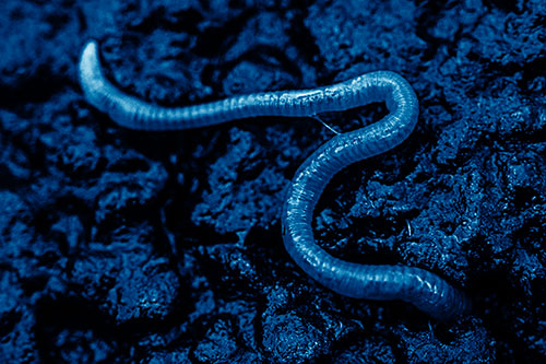 Slimy Earthworm Stuck Between Damp Pavement Crevice (Blue Shade)