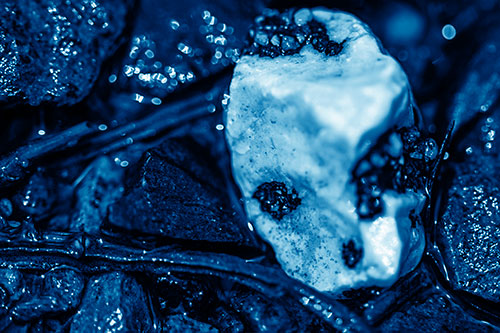 Slimy Extraterrestrial Alien Faced Rock Head (Blue Shade Photo)