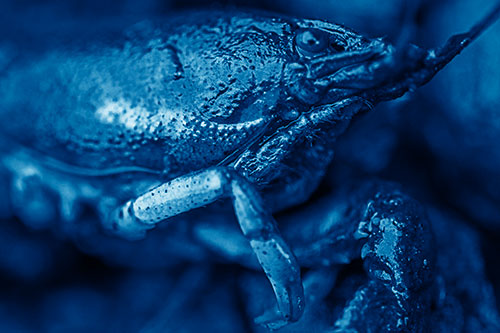 Slimy Wet Bulging Eyed Crayfish (Blue Shade Photo)