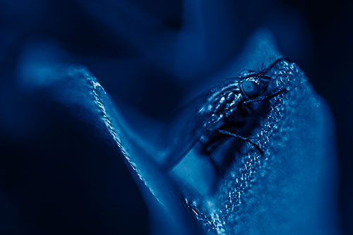 Sloping Cluster Fly Hangs Onto Leaf Petal (Blue Shade)