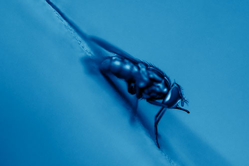 Sloping Perched Cluster Fly Cleaning Itself (Blue Shade)