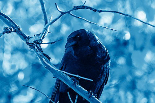 Sloping Perched Crow Glancing Downward Atop Tree Branch (Blue Shade Photo)
