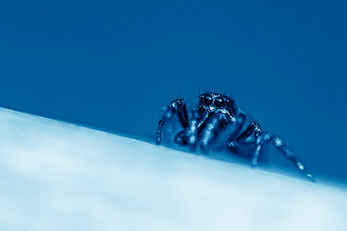 Sloping Perched Jumping Spider Watches Closely (Blue Shade)