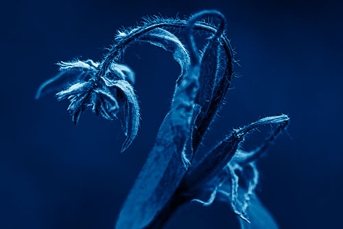 Slouching Hairy Stemmed Weed Plant (Blue Shade Photo)