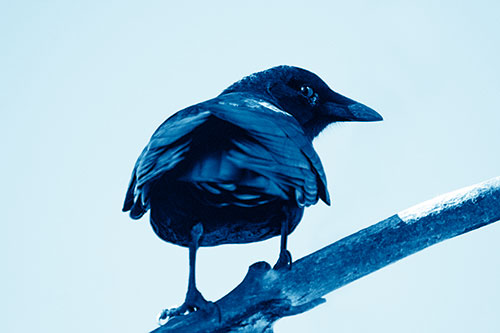 Sly Eyed Crow Glances Backward Among Tree Branch (Blue Shade Photo)