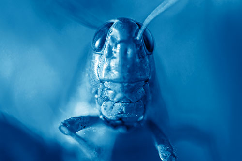 Smiling Grasshopper Enjoying Sunshine (Blue Shade)