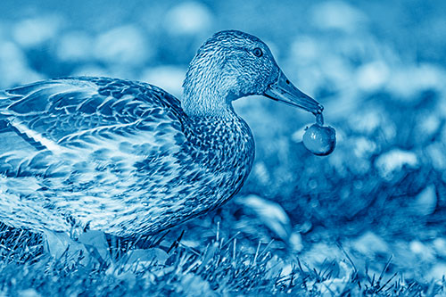 Smiling Mallard Duck Carries Cherry Across Grass (Blue Shade)