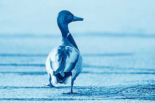 Smiling Mallard Duck Walking Down Sidewalk (Blue Shade Photo)