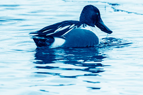 Smiling Northern Shoveler Duck Swimming Calm River Water (Blue Shade Photo)