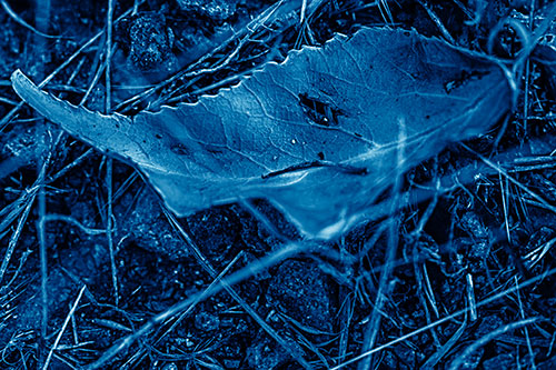 Smirking Fish Shaped Leaf Face Among Sticks (Blue Shade Photo)