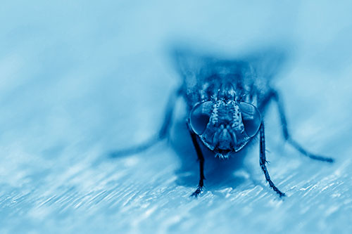 Smirking Open Mouthed Cluster Fly Watching Closely (Blue Shade)