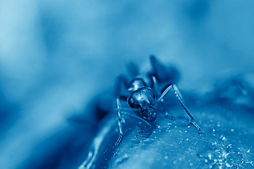 Snarling Carpenter Ant Guarding Sugary Treat (Blue Shade Photo)