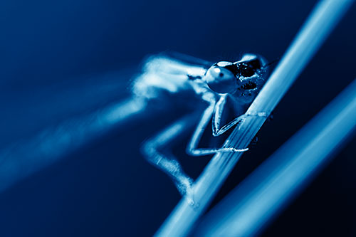 Snarling Damselfly Hangs Onto Grass Blade (Blue Shade)