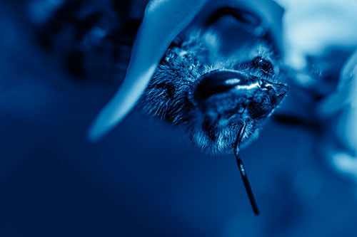 Snarling Honey Bee Clinging Flower Petal (Blue Shade Photo)